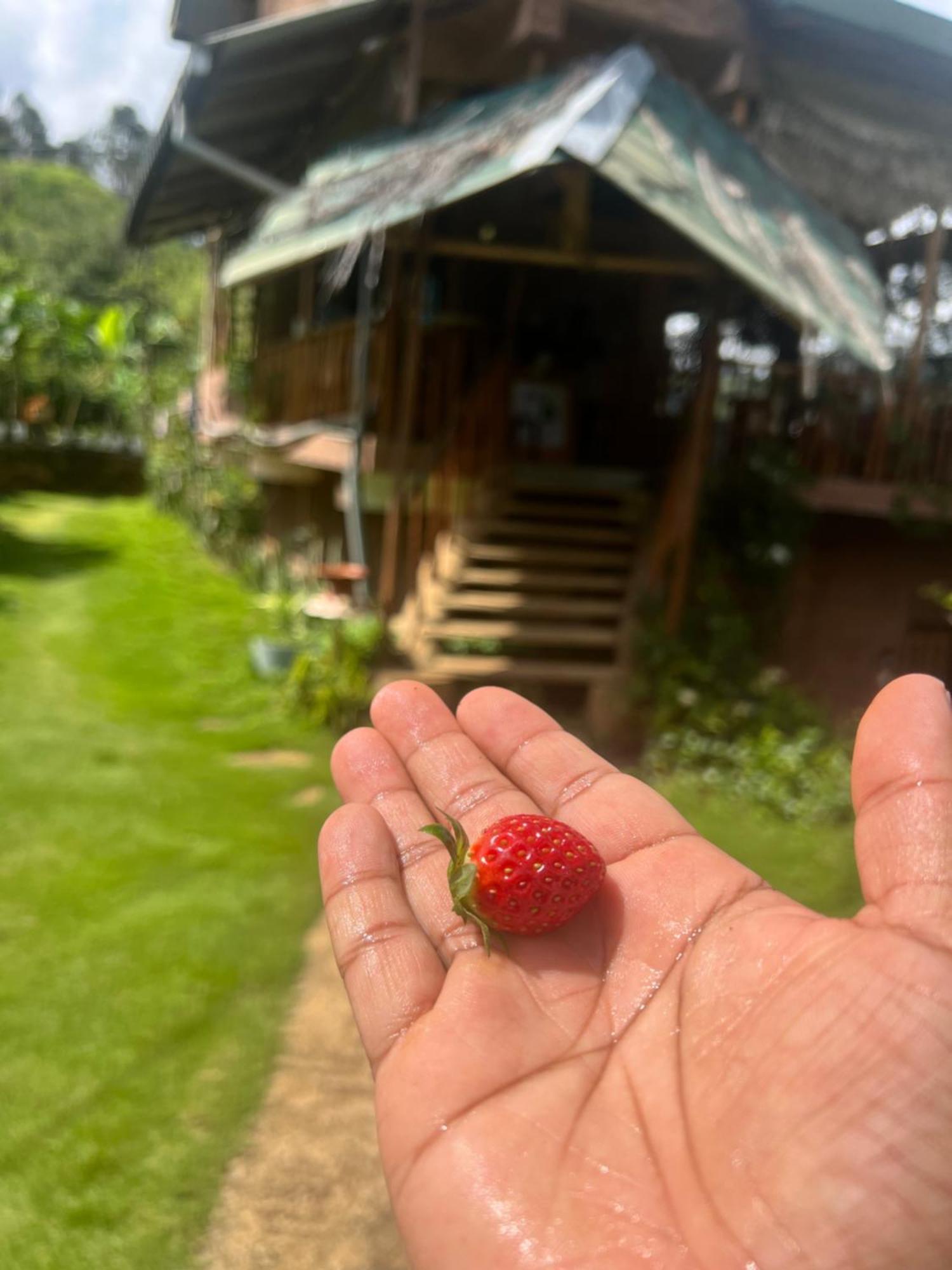 Ella Rock Grun Cottage ภายนอก รูปภาพ